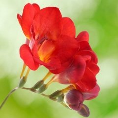 Red Color Freesia Kırmızı Renkli Frezya Çiçeği Soğanı (5 Adet)