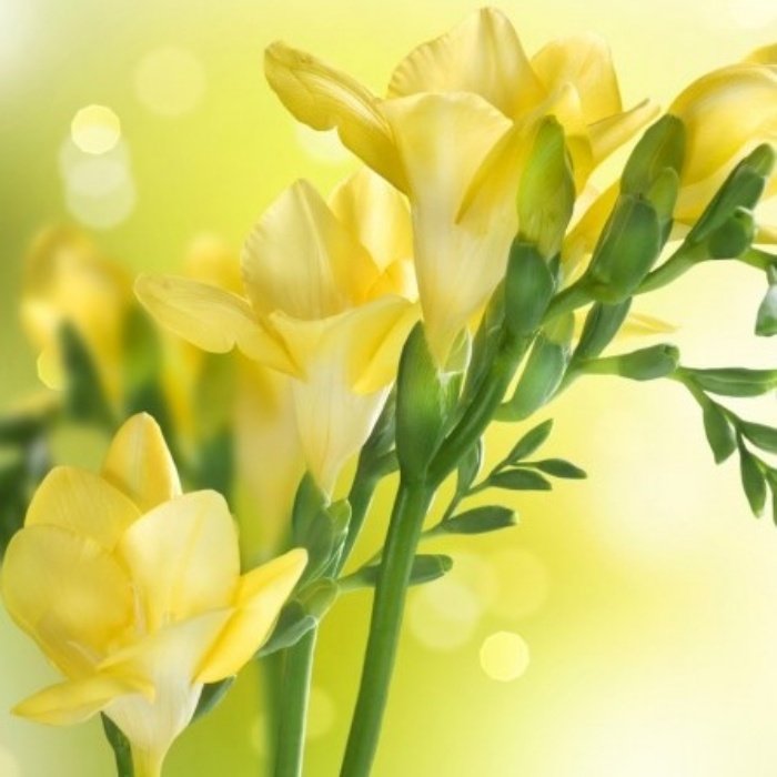 Yellow Color Freesia Sarı Renkli Frezya Çiçeği Soğanı (5 Adet)