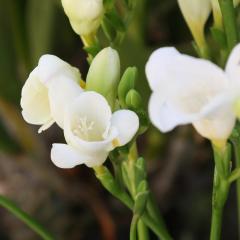 White Color Freesia Beyaz Renkli Frezya Çiçeği Soğanı (5 Adet)