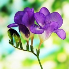 Blue Color Freesia Mavi Renkli Frezya Çiçeği Soğanı (5 Adet)
