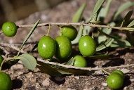Zeytin
