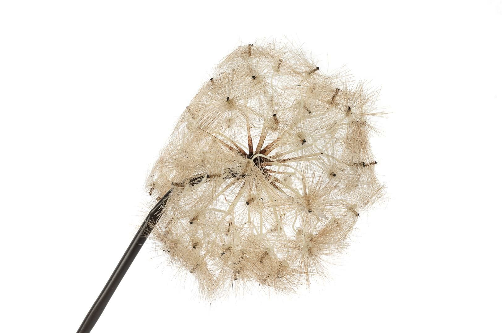 Karahindiba Gül Kurusu Yapay Çiçek 100cm