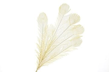 Plumy Krem Yapay Çiçek 75cm