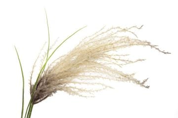 Pampas Krem Yapay Çiçek 81cm