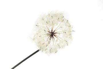 Karahindiba Krem Yapay Çiçek 100cm