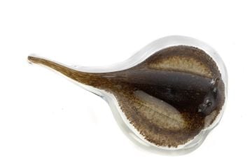 Vatoz Balık Cam Dek Obje 22x14x5cm