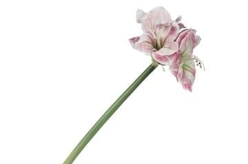 Pembe Yapay Amaryllis 73cm