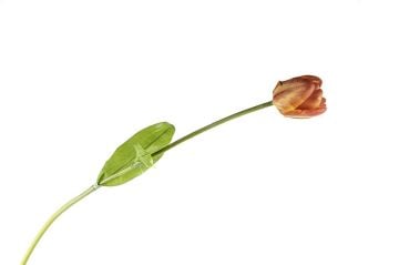 Turuncu Yapay Çiçek 100cm