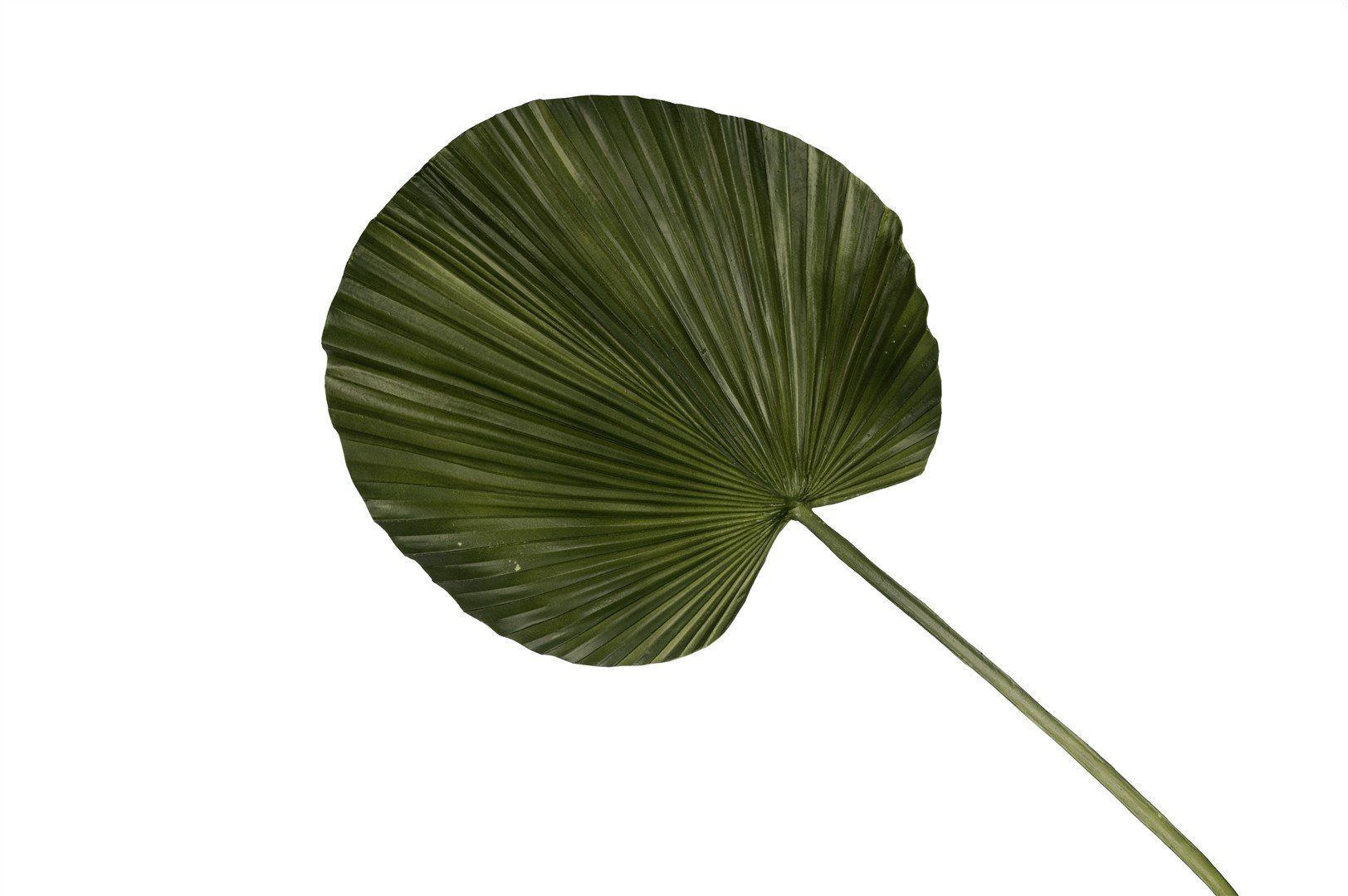 Yeşil Geniş Yaprak 103cm