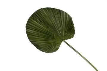 Yeşil Geniş Yaprak 103cm