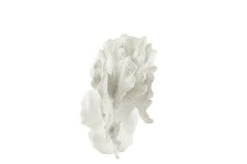 Beyaz Mercan 28x13x19cm
