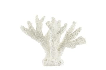 Beyaz Mercan  18x20cm