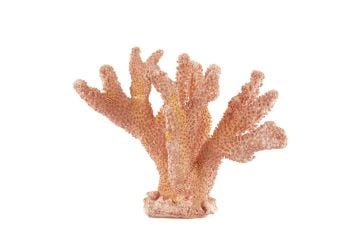 Pembe Mercan  18x20cm