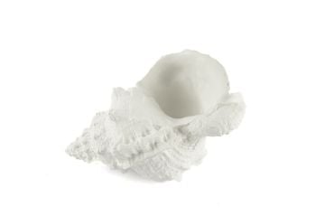 Beyaz Deniz Salyangozu 17x12x10cm