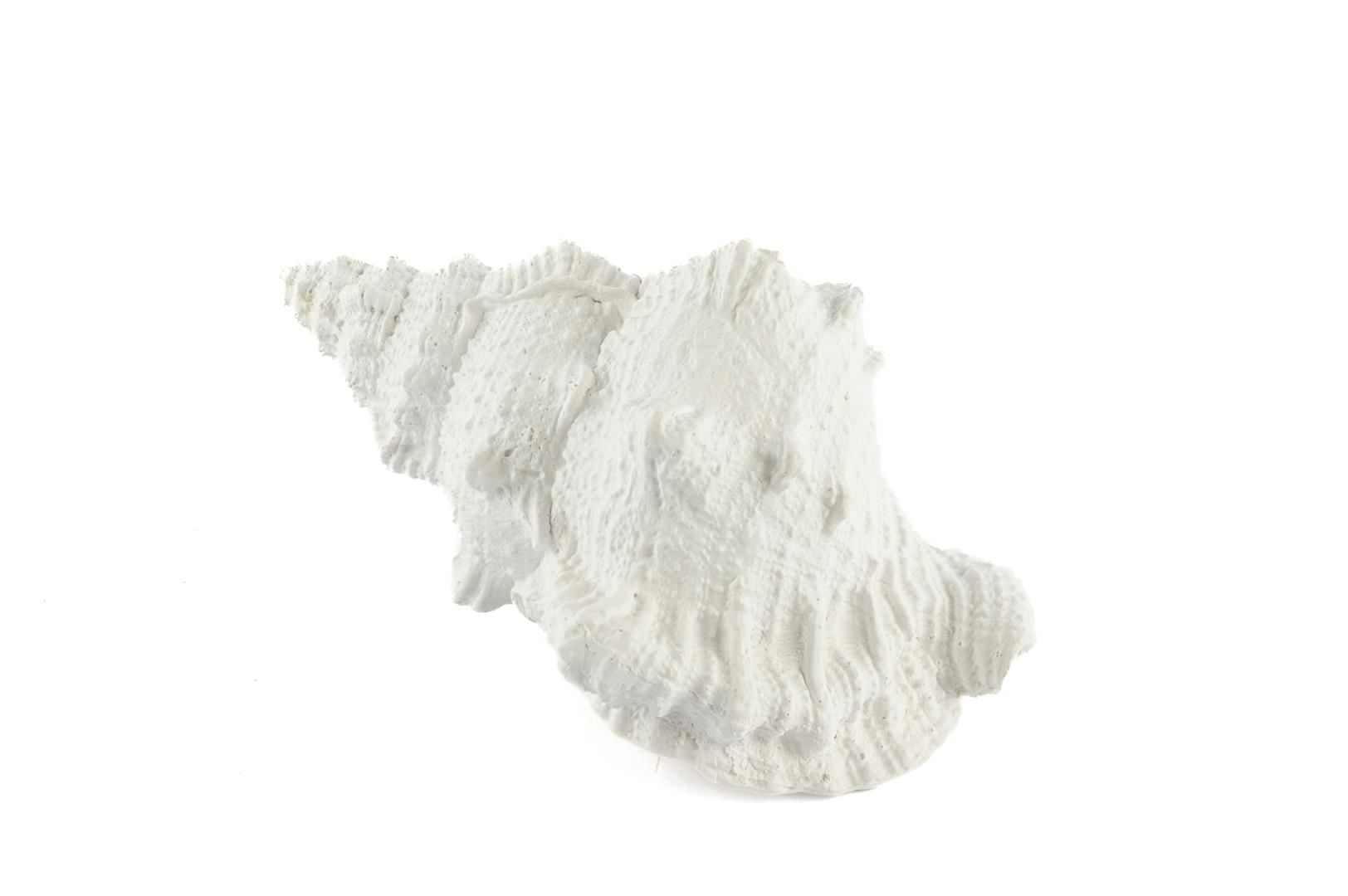 Beyaz Deniz Salyangozu 17x12x10cm