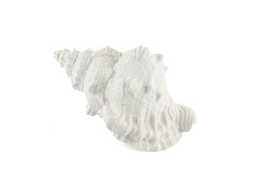 Beyaz Deniz Salyangozu 17x12x10cm