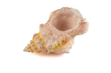 Deniz Salyangozu 17x12x10cm