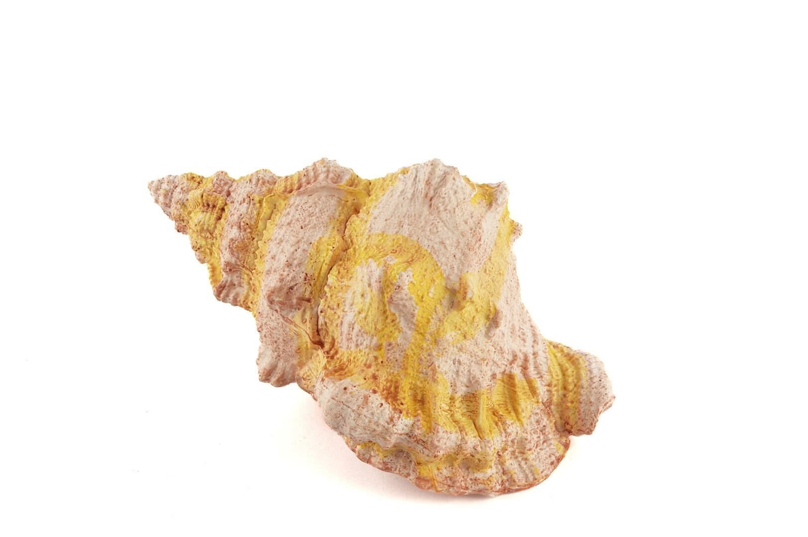 Deniz Salyangozu 17x12x10cm