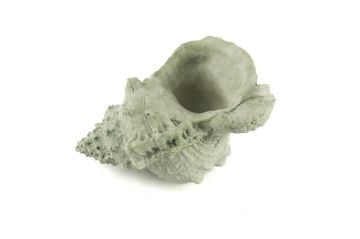 Deniz Salyangozu 17x12x10cm