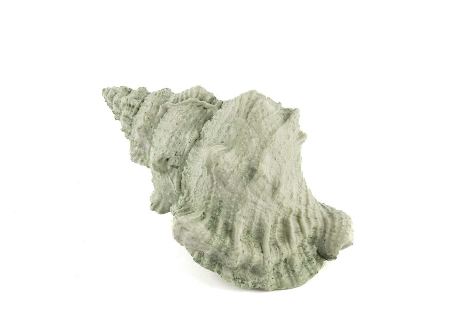 Deniz Salyangozu 17x12x10cm