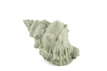 Deniz Salyangozu 17x12x10cm