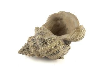 Deniz Salyangozu 17x12x10cm