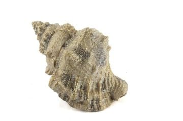 Deniz Salyangozu 17x12x10cm