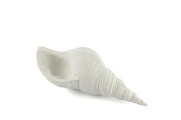Beyaz Deniz Kabuğu 21x7cm