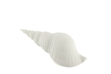 Beyaz Deniz Kabuğu 21x7cm