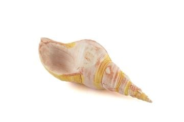 Pembe Deniz Kabuğu 21x7cm