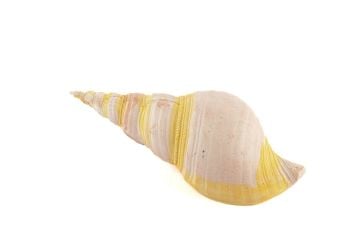 Pembe Deniz Kabuğu 21x7cm