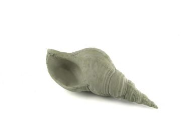 Yeşil Deniz Kabuğu 21x7cm