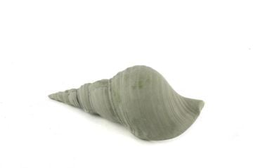 Yeşil Deniz Kabuğu 21x7cm