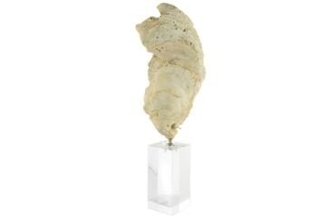 Şeffaf Kaideli Coral Dekor Obje 7x22cm
