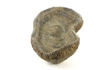 Gold Coral Dekor Kase 35x17x8cm