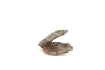 Botanic İstiridye Cam Dek 14x11cm