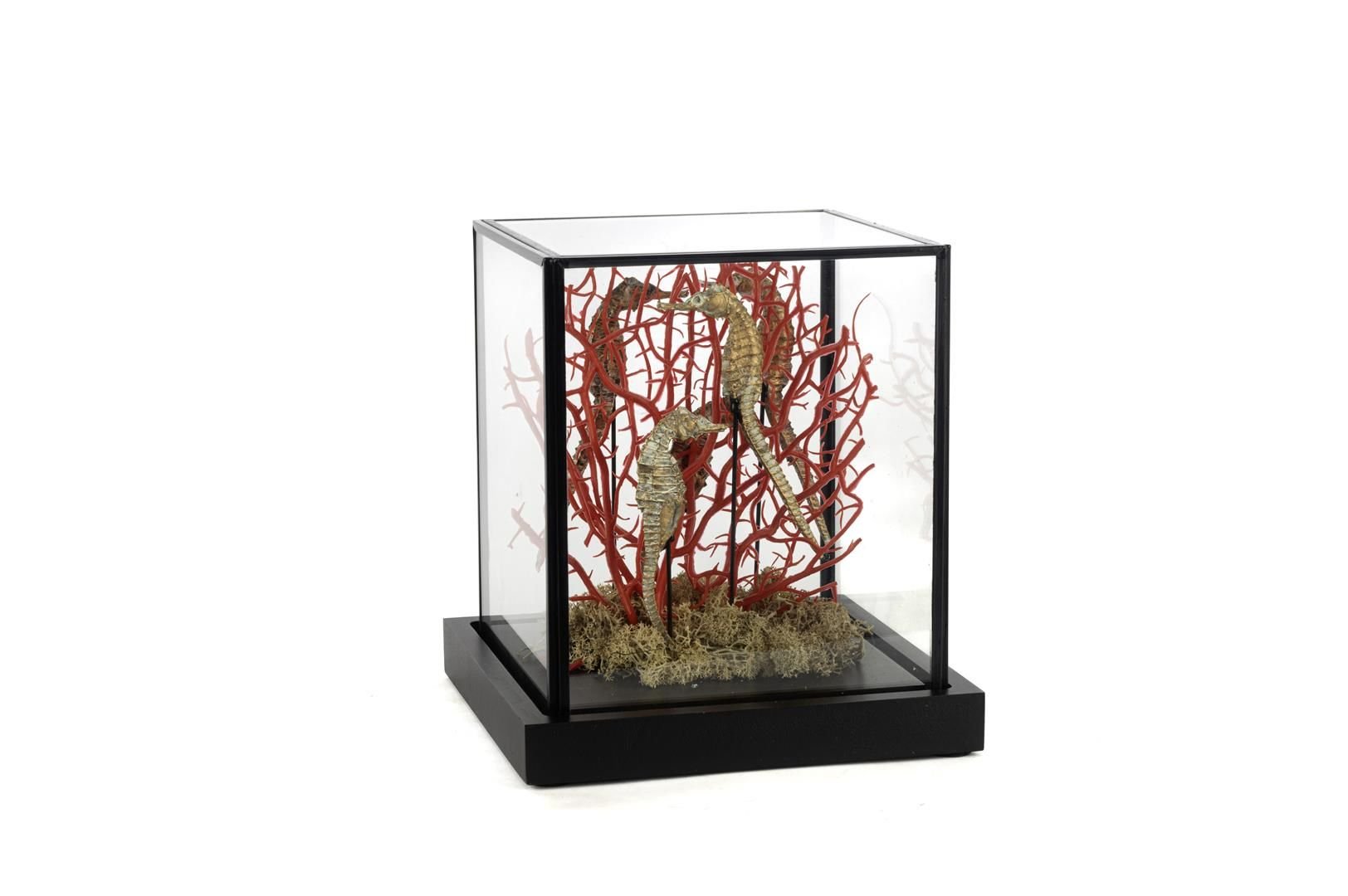 Coral Oranj Gold Dekoratif Cam Fanus 19x19x21cm