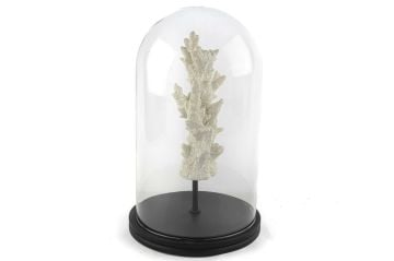 Beyaz Mercan Clear Cam Fanus 38x22cm