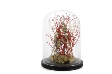 Coral Oranj Gold Dekoratif Cam Fanus 22x30cm