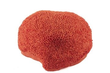 Kırmızı Mercan Resin Obje 23x20x12cm