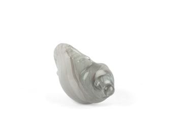 Alba Glass Dek Deniz Kabuğu 12x25x16cm