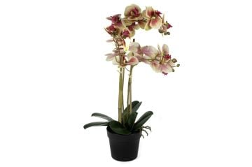 Krem Pembe 3lü Yapay Orkide 65cm