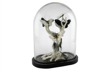 Beyaz Kelebekli Cam Fanus 34x20x42cm