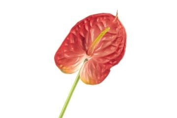 Kırmızı Tek Yapay Çiçek