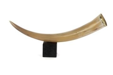 Mermer Ayaklı Dek Boynuz 54x27cm