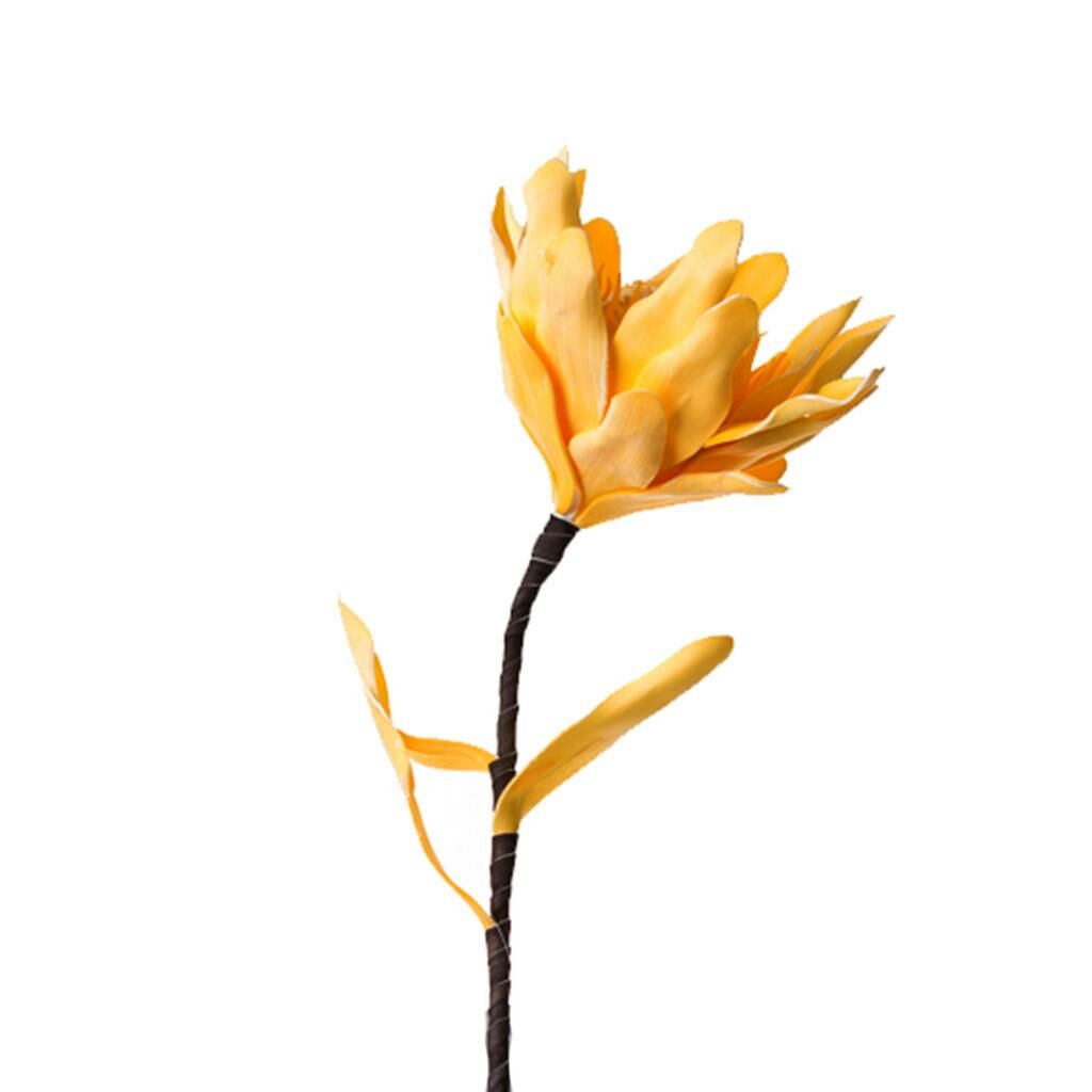 Sarı Kadupul Çiçeği