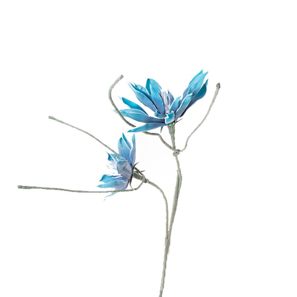 Mavi Yıldız Çiçegi