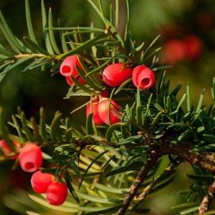 Tüplü Porsuk Ağacı (Taxus baccata) Fidanı