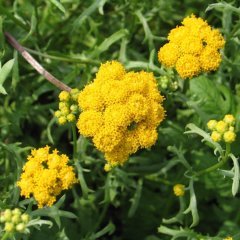 Sarı Renkli Lonas Ageratum (Vapur Dumanı)Çiçeği Tohumu (50 tohum)