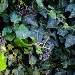 Tüplü Yeşil Duvar Sarmaşığı (Hedera Helix) Fidanı